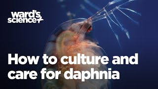 Caring and Culturing for Daphnia [upl. by Keeton]