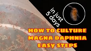 How to Culture Magna Daphnia Easily [upl. by Letsirhc]