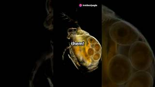 How to culture Daphnia for your Aquarium [upl. by Rehc631]