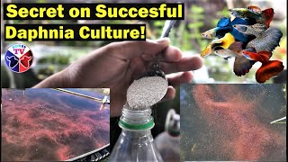 How to Culture Daphnia Successfully [upl. by Massarelli689]