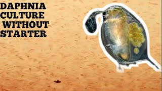 HOW TO CULTURE DAPHNIA NATURALLY WITHOUT A STARTER [upl. by Sundin536]