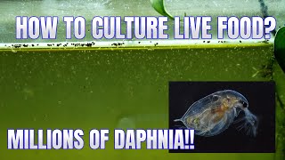 How to Culture Daphnia Secret Method to Breed MILLIONS  Simply Aquatic [upl. by Atilehs]