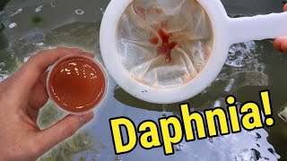 How I Culture Daphnia In Outdoor Tubs [upl. by Ramedlab747]