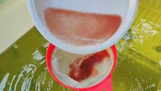 How to culture daphnia  Daphnia culture  How to grow daphnia outdoor [upl. by Ennylhsa]