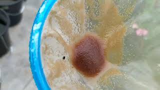 How to culture daphnia moina in a small container Part 1 English Subtitle [upl. by Clevey445]