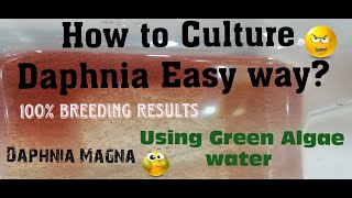 Daphnia MagnaHow to Culture Daphnia Easy wayCulturing Daphnia using Green water Daphnia [upl. by Nahgen]