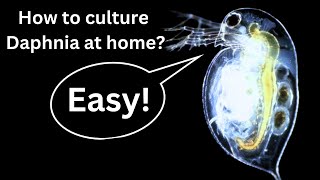 BEST Live Fish Food Beginner guide How to Culture Daphnia at home [upl. by Nwahc]