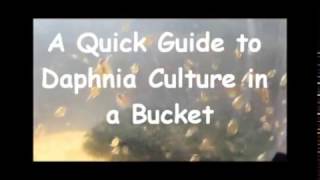 How to culture daphnia outside [upl. by Osyth]