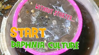 How to culture daphnia moina the easy way 1  Starting the Daphnia culture [upl. by Berlin986]