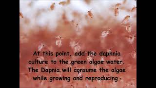 Daphnia  How to grow daphnia in your home [upl. by Domineca]