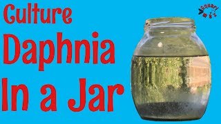 How to Culture Daphnia in a Jar [upl. by Colligan]