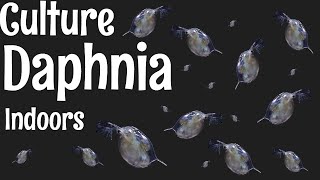 How to Culture Daphnia [upl. by Alyse]