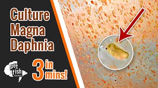 How to culture DAPHNIA MAGNA  The easy way [upl. by Waldemar]