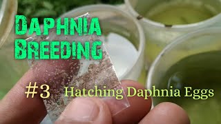 Daphnia Culture made simple and easy 3  Hatching Daphnia eggs [upl. by Susej882]