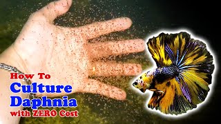 How to Culture Daphnia with ZERO Cost  Unlimited Live Food For Our Fish [upl. by Ttelrahc]