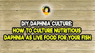 DIY Daphnia Culture How to Culture Nutritious Daphnia as Live Food for Your Fish [upl. by Chappell]