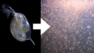 How I Culture Daphnia [upl. by Beth]