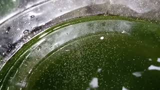 DAPHNIA MOINA CULTURE IN A SMALL BUCKET [upl. by Nitnerb]