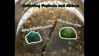 How To Culture Daphnia and Moinas using Green Water Spirulina powder [upl. by Claire]