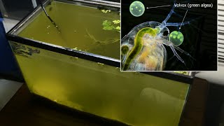 Raising Daphnia for the Freshwater Aquarium [upl. by Ydualc]