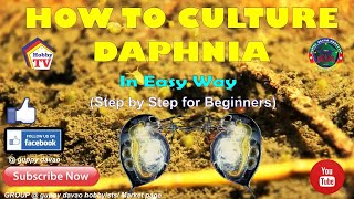 HOW TO CULTURE DAPHNIA In Easy Way [upl. by Gaylene644]